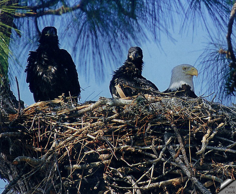Gray Creek Bald Eagle 025.jpg