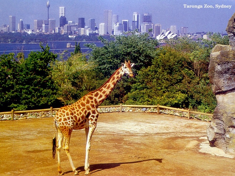 DOT Aus Sydney Taronga Zoo 01.jpg