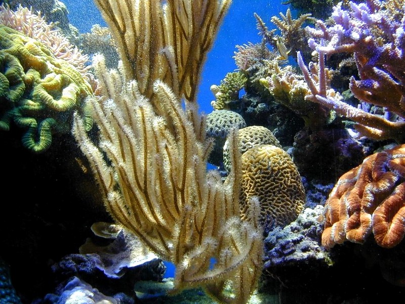 DOT Hawaii Corals.jpg