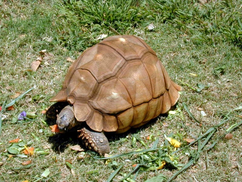 DOT Hawaii Honolulu Zoo 03.jpg