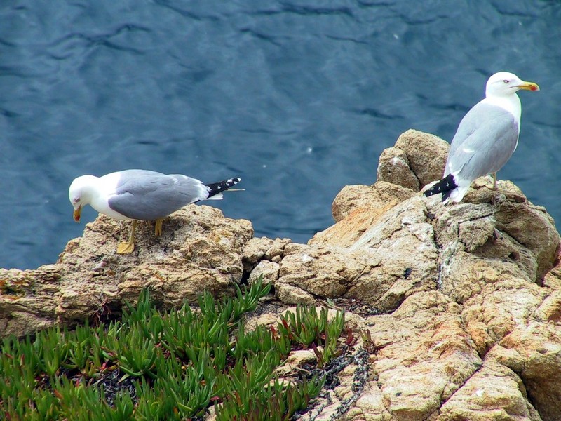 DOT France III Ile Rousse Island 01.jpg