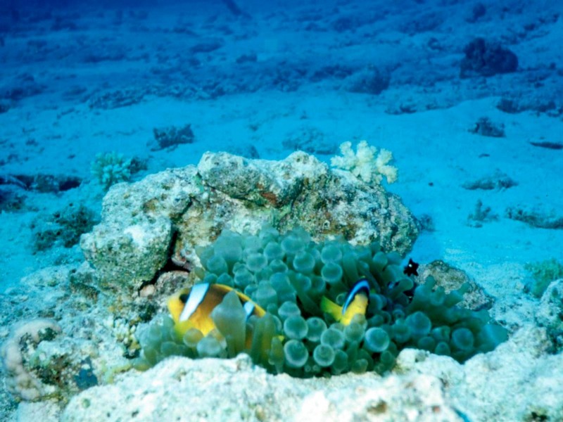 DOT Underwater Anemonefish.jpg