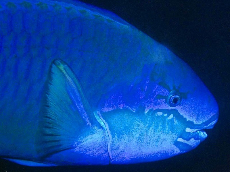 DOT Underwater Blue Parrotfish.jpg