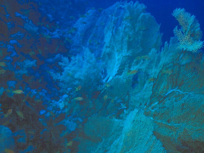 DOT Underwater Corals 1.jpg