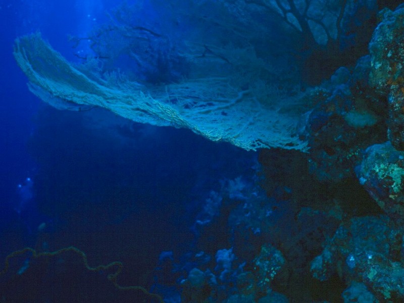 DOT Underwater Corals 2.jpg