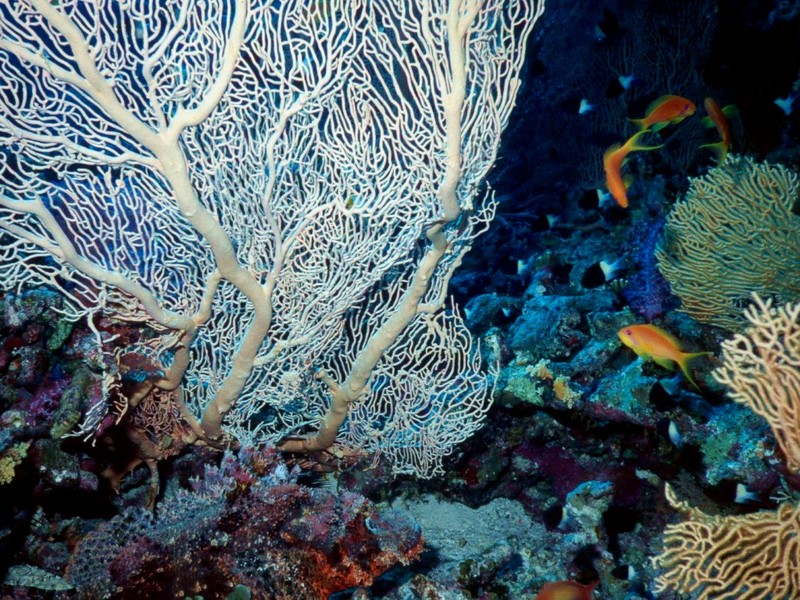 DOT Underwater Corals 3.jpg