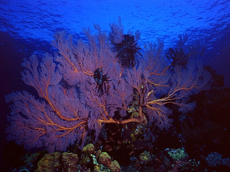 DOT Underwater Corals 4.jpg