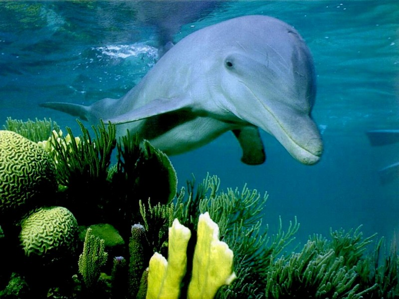 DOT Underwater Dolphins.jpg