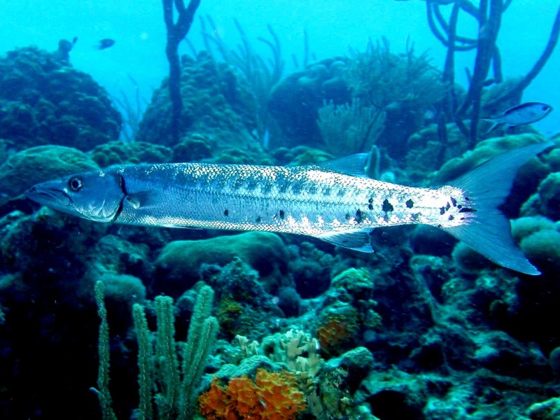 DOT Underwater Great Baracuda.jpg