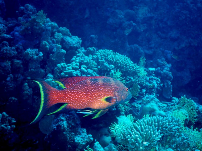 DOT Underwater Grouper.jpg