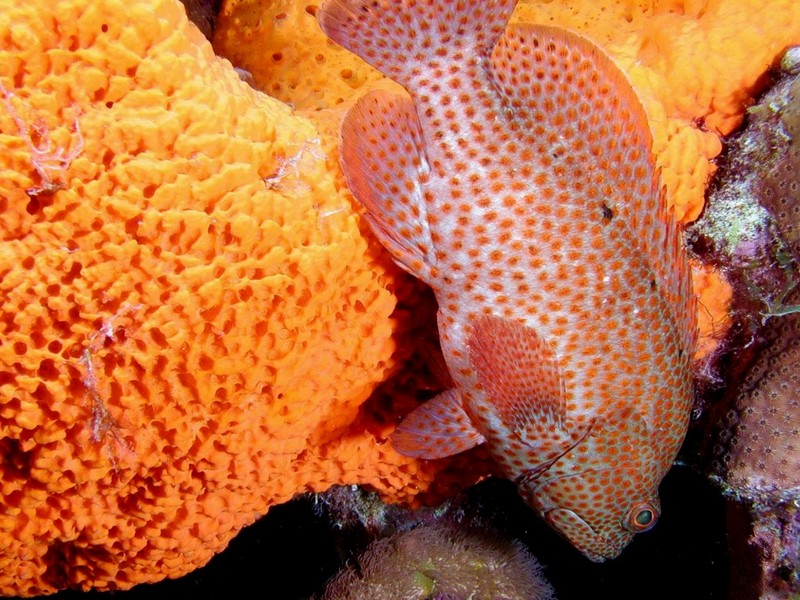 DOT Underwater Grouper on Sponge.jpg