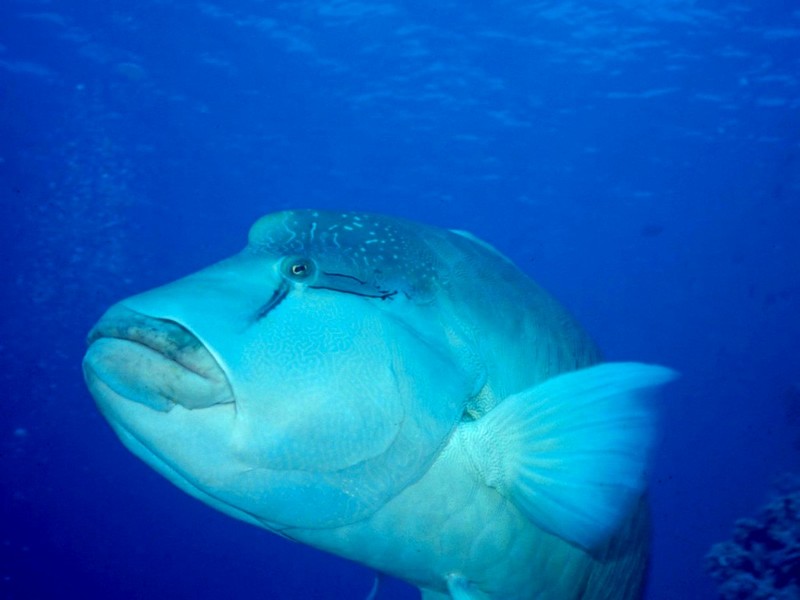DOT Underwater Napoleonfish.jpg