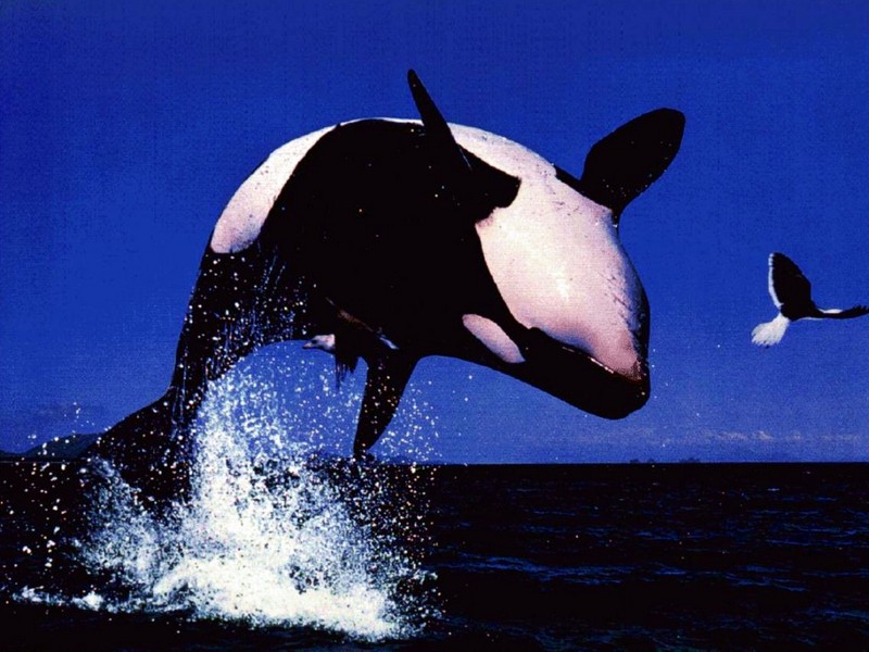 DOT Underwater Orca Whale.jpg