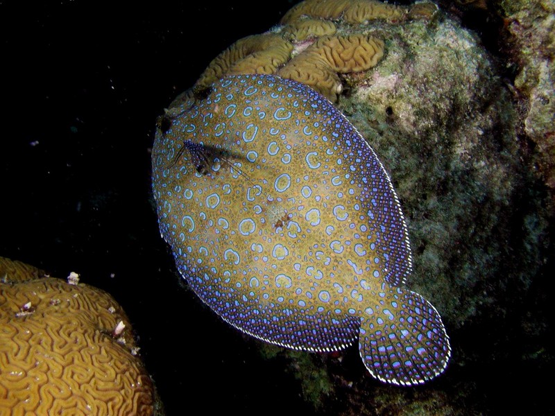 DOT Underwater Peacock Flounder.jpg