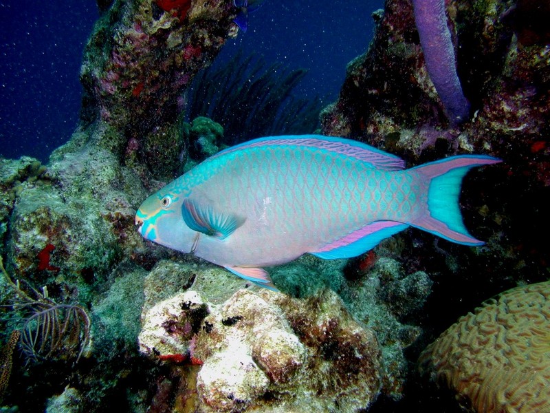 DOT Underwater Queen Parrotfish.jpg