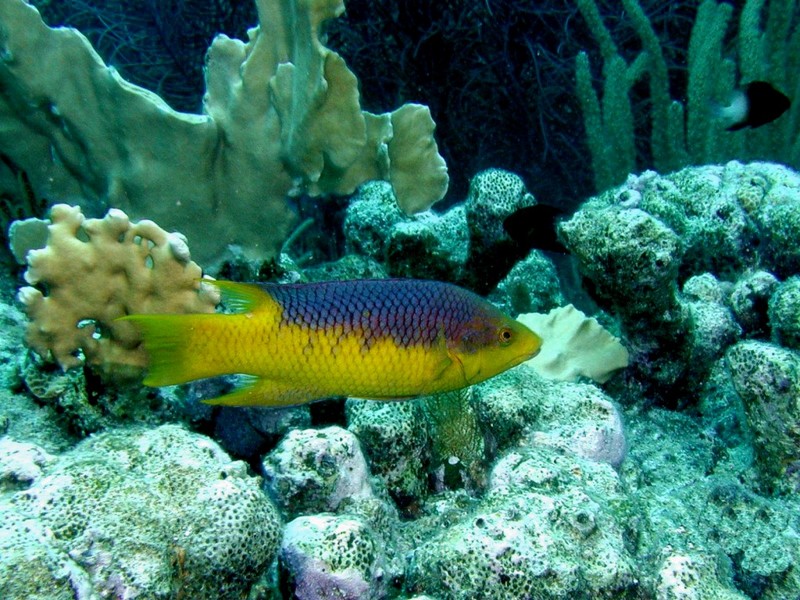 DOT Underwater Spanish Hogfish 2.jpg