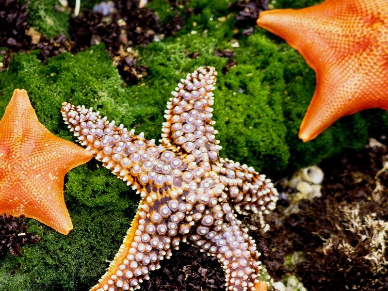 DOT Underwater Starfish.jpg