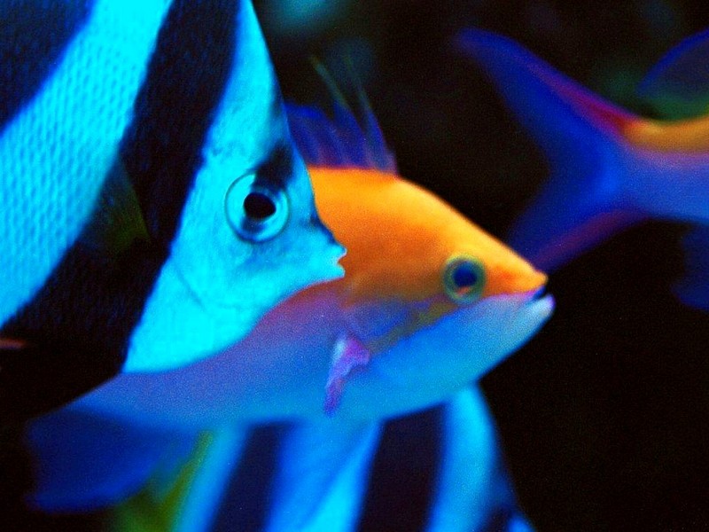 DOT Underwater Tropical Fish 1.jpg