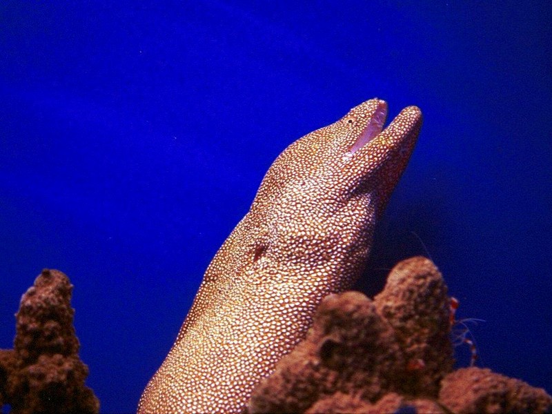 DOT Underwater Tropical Fish 2.jpg
