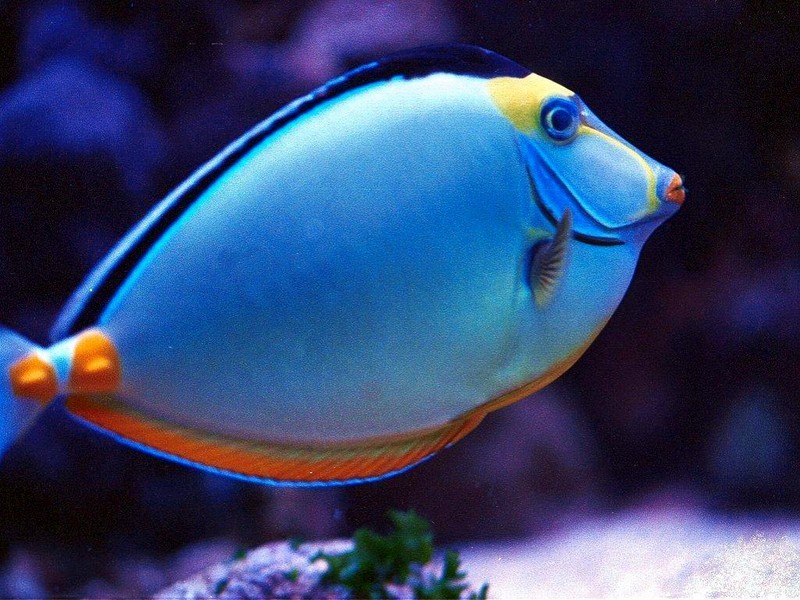 DOT Underwater Tropical Fish 3.jpg