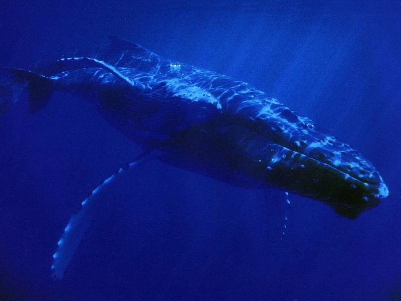 DOT Underwater Whales.jpg