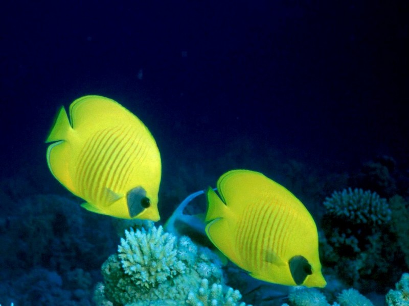 DOT Underwater Yellow Butterflyfish 1.jpg