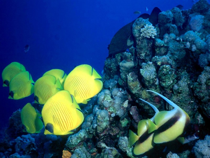 DOT Underwater Yellow Butterflyfish 2.jpg