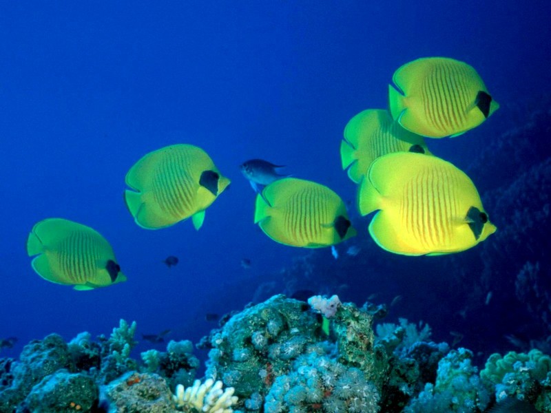 DOT Underwater Yellow Butterflyfish 3.jpg