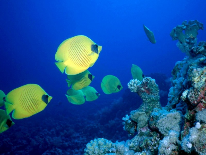 DOT Underwater Yellow Butterflyfish 4.jpg