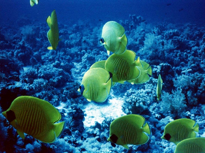 DOT Underwater Yellow Butterflyfish 5.jpg