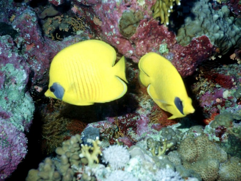 DOT Underwater Yellow Butterflyfish 6.jpg