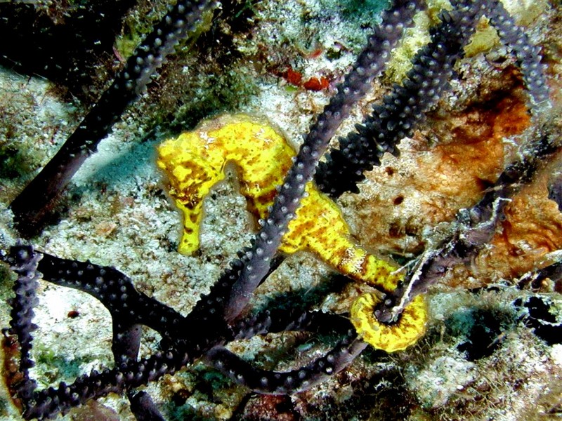 DOT Underwater Yellow Seahorse 1.jpg