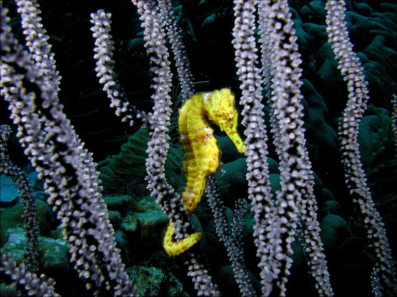 DOT Underwater Yellow Seahorse 2.jpg
