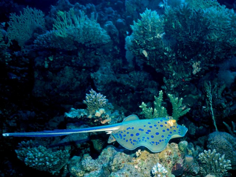 DOT Underwater Yellowspotted Ray 1.jpg