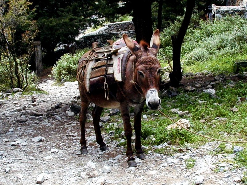 DOT Greece V Crete Imbros Gorge Donkey.jpg