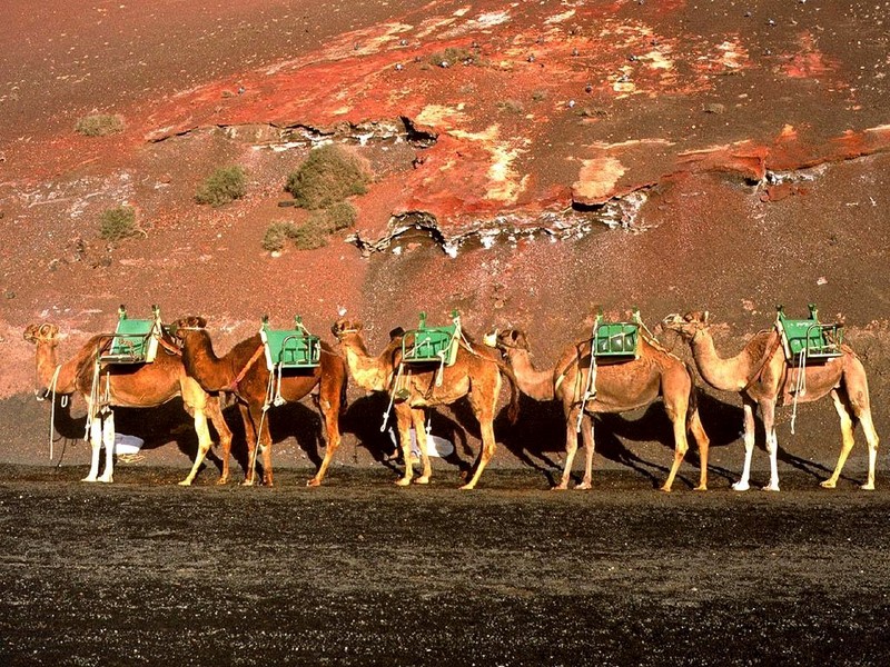 DOT Spain II Lanzarote Camels 1.jpg