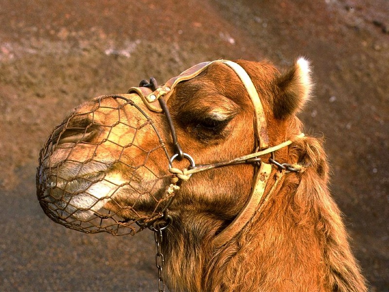 DOT Spain II Lanzarote Camels 2.jpg
