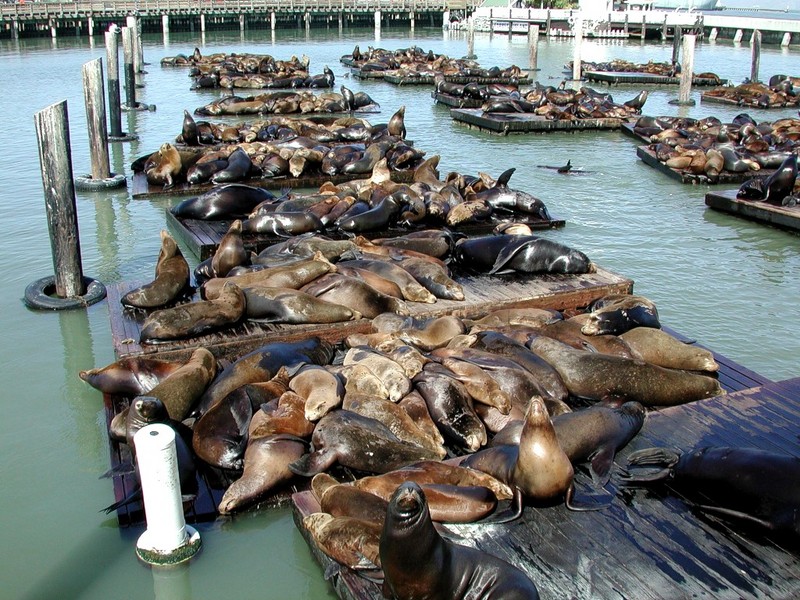 DOT California V San Francisco Sea Lions at Pier 39.jpg