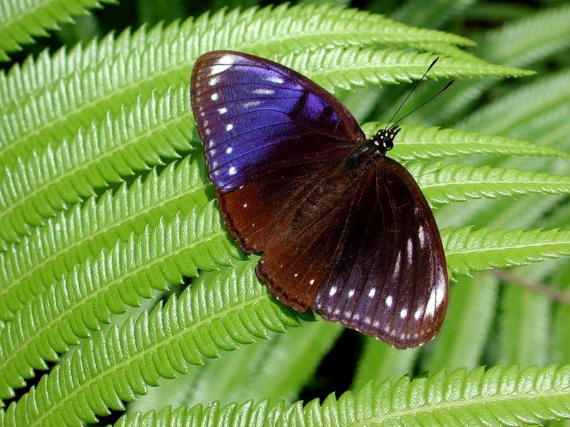 DOT Indonesia II Bali Blue Butterfly.jpg