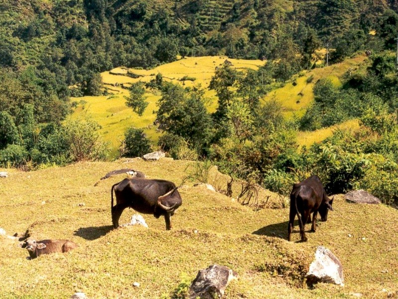 DOT Nepal Buffalos.jpg
