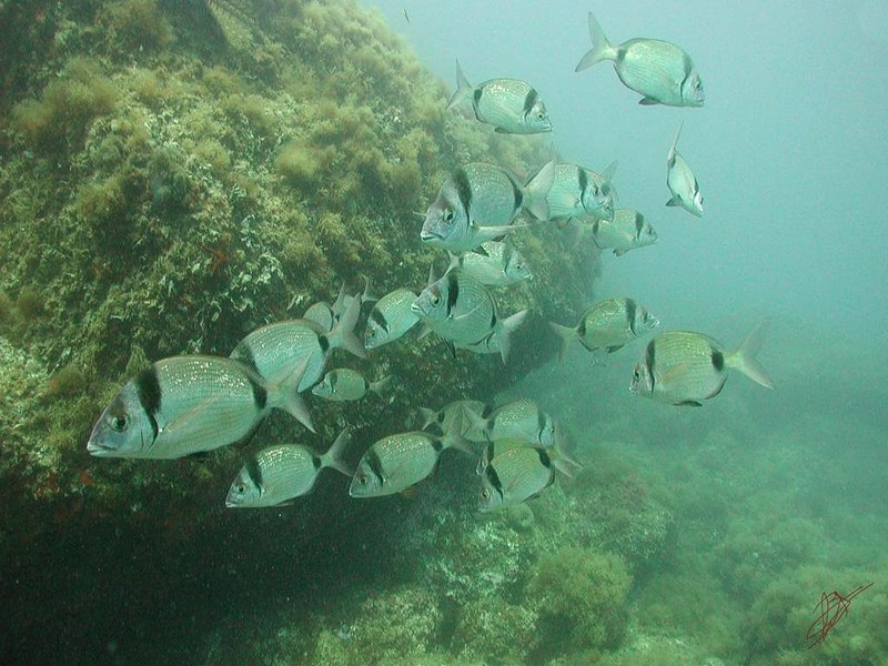 DOT Underwater II Cape Creus 06.jpg