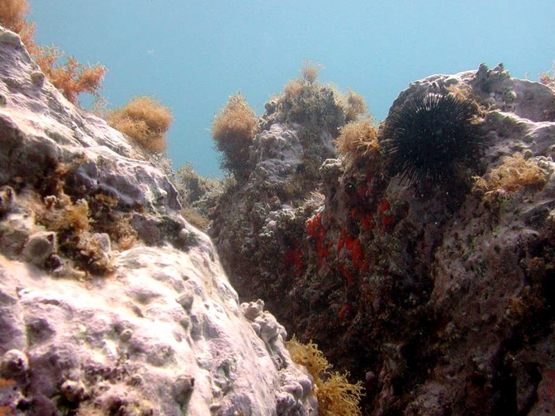 DOT Underwater II Cape Creus 44.jpg