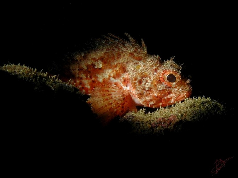 DOT Underwater II Cape Creus 48.jpg