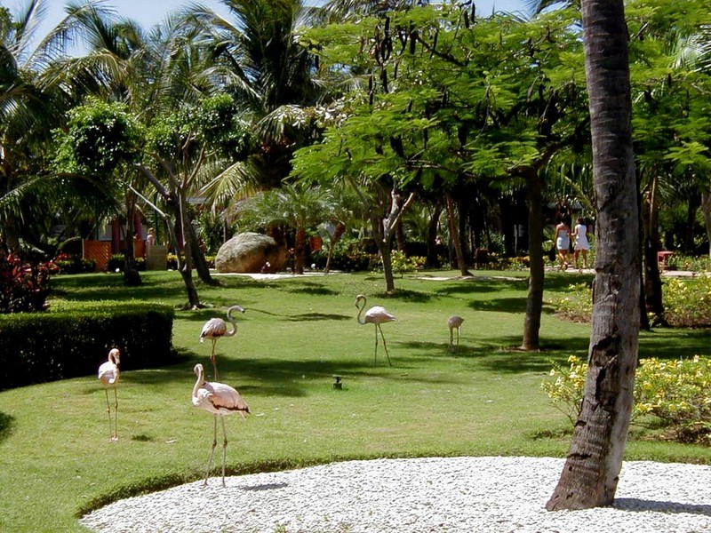 DOT Dom Rep Iberostar Dominicana Resort 03.jpg