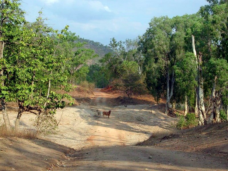 DOT Australia VII Queensland Palmerville Track.jpg