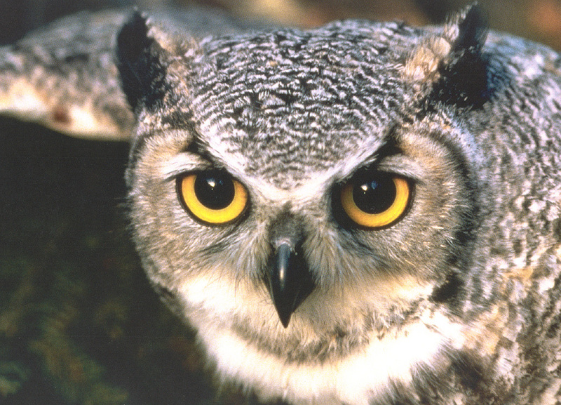zFox SWD 01 Great Horned Owl Up Close.JPG