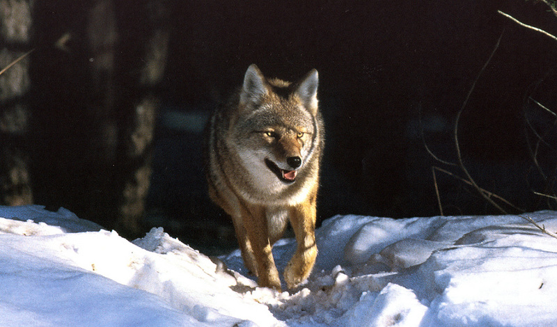 zFox SWD 03 Coyote.JPG