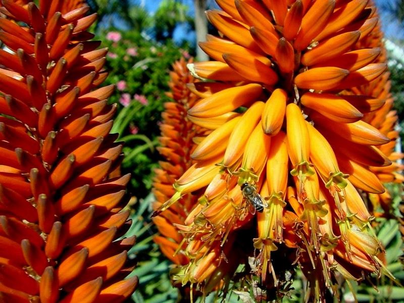 DOT South Africa II Aloe Flowers 31.jpg