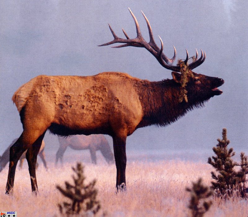 GCNAW011-Bull Elk.jpg