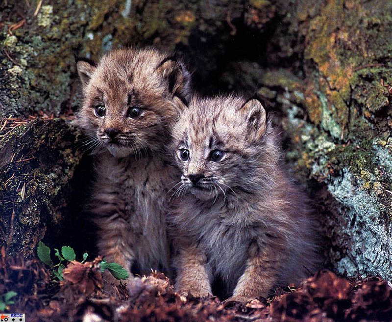 GCNAW017-Lynx Kittens.jpg
